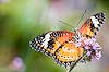 Malay Lacewing  Butterfly (370) (Cethosia hypsea)