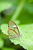 Mariposa con alas transparentes (Greta oto)