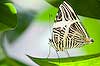 Zebra Mosaic Butterfly (456) (Colobura dirce)
