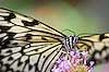 Mariposa Blanca y Negra (524)  (Idea leuconoe)