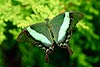 Emerald Swallowtail 158 (Papilio palinurus)