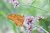 Orange Julia Butterfly (266) (Dryas iulia)  