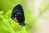 Atala Butterfly (64)  (Eumaeus atala) 