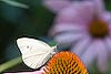 Cabbage White Butterfly (23) (Pierus brassicae)
