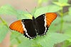 Browntip Butterfly (Siproeta epaphus 303)