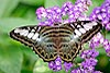  Clipper Butterfly (Pathernos sylvia 153)