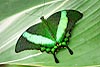 Emerald Swallowtail Butterfly (Papilio palinurus 096)