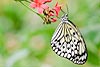 Paper Kite or Rice Butterfly (Idea leuconoe 117)