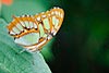 Malachite Butterfly (Siproeta stelenes  124)