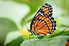 Viceroy Butterfly (Limenitis archippus 308)