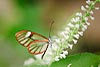 Clear Wing Butterfly (Greta oto 417)