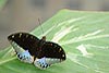 Male Archduke Butterfly (Lexias dirtea 401)