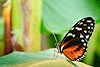 Golden Helicon Butterfly (491) (Heliconius hecale)