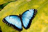 Blue Morpho Butterfly (37) (Morpho peleides)