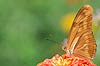 Orange Julia Butterfly (098) (Dryas iulia)