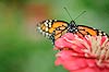 Monarch Butterfly (164) (Danaus plexippus)