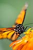 Monarch Butterfly (298) (Danaus plexippus)