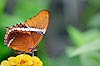 Siproeta epaphus Butterfly (435) 