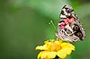 Painted Lady Butterfly (469) (Vanessa cardui)