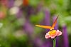 Orange Julia Butterfly (494) (Dryas iulia) 
