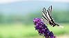  Zebra Swallowtail (026) (Eurytides marcellus)