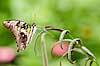 Tailed Jay Butterfly on a Fern (346)   (Graphium agamemnon)