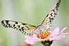 Paper Kite or Rice Butterfly 423 (Idea leuconoe)