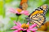 Monarch Butterfly (431) (Danaus plexippus)