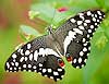 Lime Butterfly  446 (Papilio demolius)