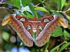 Atlas Moth (Attacus atlas)
