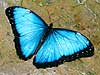 Blue Morpho Butterfly 05 (Morpho peleides)