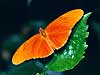 Orange Julia Butterfly (Dryas iulia)