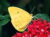 Mariposa amarilla (Phoebus philea)