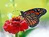 Monarch Butterfly on Zinnia (Danaus plexippus)