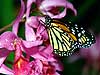 Monarch Butterfly 7-31 (Danaus plexippus)
