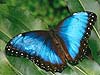 Morpho Butterfly 37 (Morpho peleides)