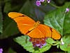 Julia Butterfly (Dryas iulia)

