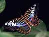 Clipper Butterfly (Pathernos sylvia)