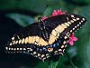 Papilio polyxenes 
