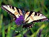 Tiger Swallowtail (Papilio glaucus)

