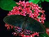 Tropical Swallowtail (Parides photinus)
