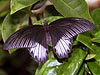 Papilio rumanzovia 