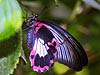 Scarlet Mormon (female) (Papilio rumanzovia)
