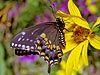 Eastern Black Swallowtail (Papilio polyxenes)
