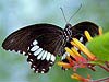 Erostratus Swallowtail (Papilio erostratus)