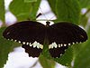 Erostratus Swallowtail (Papilio erostratus)
