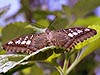 Clipper Butterfly (Parthenos sylvia)
