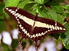 Giant Swallowtail (Papilio cresphontes)
