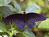 Great Mormon (male) (Papilio memnon agenor)
