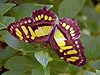 Malachite Butterfly (Siproeta stelenes)
